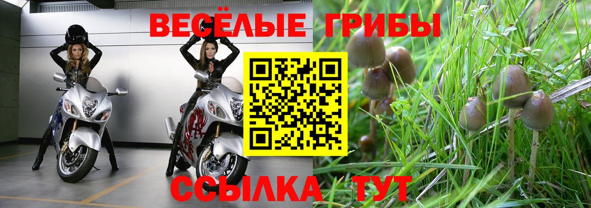 Галлюциногенные грибы Psilocybe Ногинск
